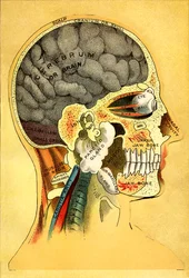 Wykres anatomiczny, głowa 1905