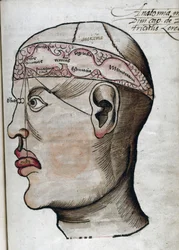 Anatomia XVI wieku: wycinek mózgu do badania lokalizacji różnych funkcji mózgu i narządów głowy, które są z nimi połączone