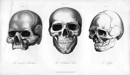 Starożytny cymbryjski, estoński Fin, Lappe, 1848