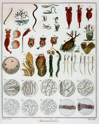 „Zwierzęta” obserwowane przez Antona van Leeuwenhoeka, c1795