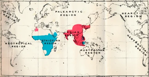 Antropoidea - VI. Rozkład map różnych gatunków Blue i Macacus Red, 1897