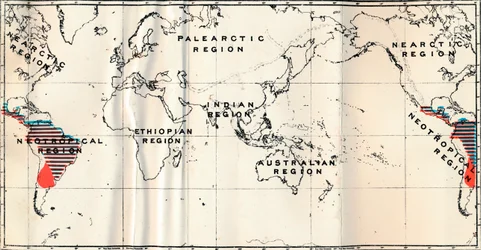 Anthropoidea - V. Rozkład map rodzin Hapalidae Red i Cebidae Blue, 1897