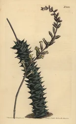 Astroloba foliolosa (Aloes drobnolistny, Aloe foliolosa)