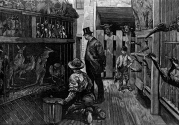 W Jamrachs, Londyn, 1887