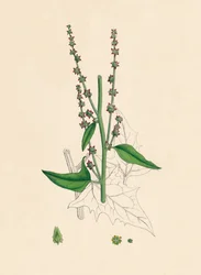 Atriplex Smithii. Smiths Orache, XIX wiek