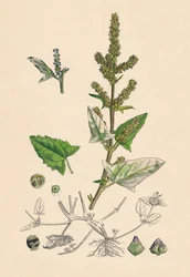 Atriplex deltoidea. Orache o trójkątnych liściach, XIX w.