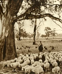 Australia – Poganiacz z niektórymi podopiecznymi na stacji owiec w stanie Wiktoria, ok. 1948 r.