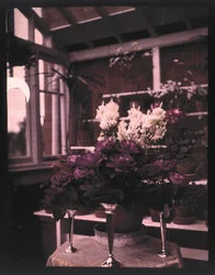 Autochrom różowych róż w srebrnym wazonie w szklarni, ok. 1910 r.