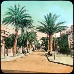 Aleja Palm, Hyeres, Francja, koniec XIX lub początek XX wieku