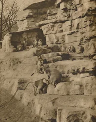 Pawiany w ich naturalnym otoczeniu na Małpim Wzgórzu, c1935.