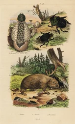 Grzyb bambusowy, Phallus indusiatus 1, skarabeusz gnojowy, Coprophanaeus ensifer 2 i aktorki Diabroctis 3 oraz wombat pospolity Vombatus ursinus 4