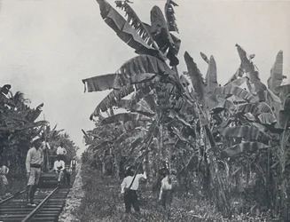 Plantacja bananów, 1924