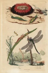 Ślimak beczkowaty, Acteon tormatilis 1, anemon perełkowy, Actinia equina 2, długoróg z żółtą pręgą, Nemophora degeerella 3, brązowy domokrążca, Aeshna grandis 4