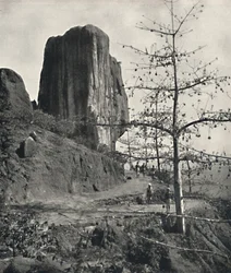 Bawełna Bombax malabaricum z dojrzałymi nasionami, 1926