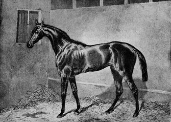 Koralikowy, 1855-1872, 1911