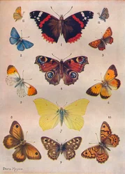 Piękne motyle z Wysp Brytyjskich, c1934