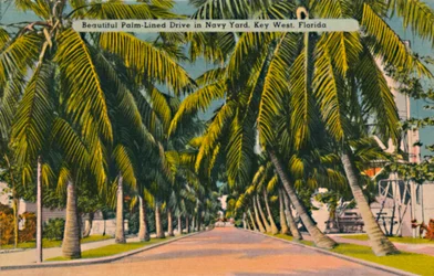 Piękny, wyłożony palmami dysk w Navy Yard, Key West, Floryda, c1940