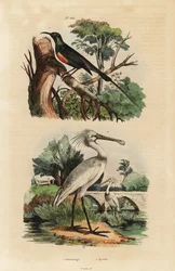 Piękny sunbird, Cinnyris pulchella i warzęcha, Platalea leucorodia
