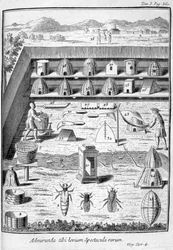 Pszczelarstwo, 1775