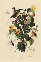 Gnatelater czarno policzkowy, Conopophaga melanops, przystojny groszek, Platylobium formosum i osa Inostemma boscii