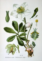Ciemiernik czarny, 1893