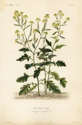 Gorczyca czarna, Brassica nigra, Sinapis nigra, gorczyca czarna