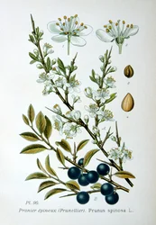 Blackthorn, 1893