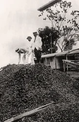 Orzechy brazylijskie zebrane w Dolinie Amazonki, ok. 1900