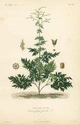 Bugbane lub cohosh, Actaea cimicifuga, Cimicifuga foetida, Cimicaire fetide