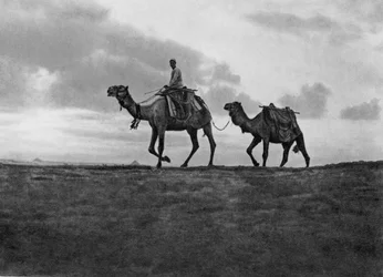 Wielbłądy na pustyni pod Kairem, Egipt, ok. 1920 r.