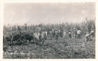 Cięcie trzciny cukrowej, ok. 1930 r
