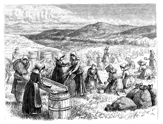 Kobiety z Cape Cod zbierające i sortujące żurawinę, 1875 r