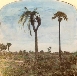 Kapitan Osman strzelający z drzewa za pomocą pasów, Indie, 1900