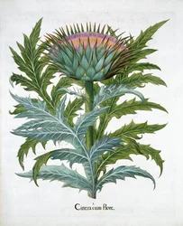 Kardon, 1613