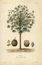 Migdały, juka lub roślina rdzennych Amerykanów, Manihot esculenta, Manihot esculenta, Manihot esculenta, Manihot esculenta