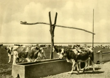 Bydło pijące w korycie, Burgenland, Austria, c1935.