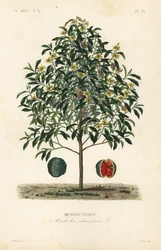 Drzewo Champak, Magnolia champaca, Michelia champaca, Michelie champac