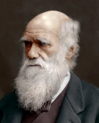 Charles Darwin, brytyjski przyrodnik, 1878