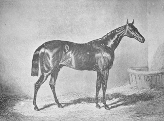 Karol XII, zwycięzca St. Leger 1839, 1911