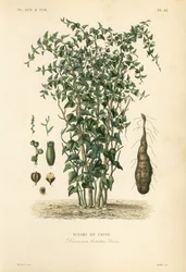Pochrzyn chiński lub winorośl cynamonowa, Dioscorea polystachya, Dioscorea batatas, Igname de Chine