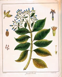 Cinchona jezuici czyli kora peruwiańska 1795