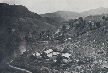 Plantacja herbaty syngaleskiej, 1924