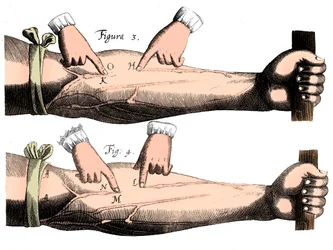 Obieg krwi, 1628
