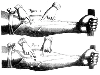 Obieg krwi, 1628
