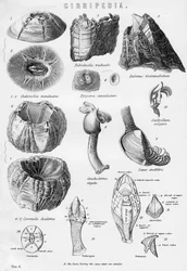 Cirripedia, XIX w.
