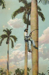 Wspinaczka na Królewską Palmę - Wspinaczka na Królewską Palmę, 1910.