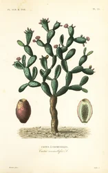 Kaktus koszenilowy, Nopalea cochenillifera, Opuntia cochenillifera, Cactus cochenillifer, Cactus coccinellifer, Cactus a cochenilles
