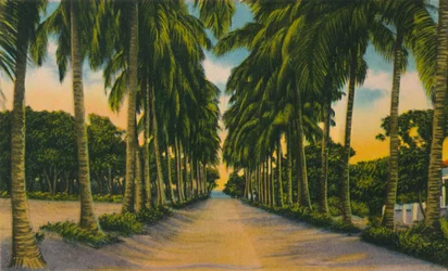 Coconut Avenue, Barranquilla, ok. 1940,