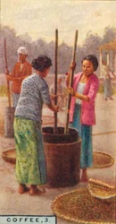 Kawa, 3. Łuskanie ziaren, Jawa, 1928