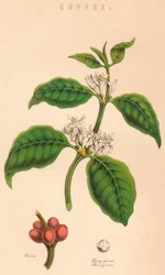 Kawa, XIX w.